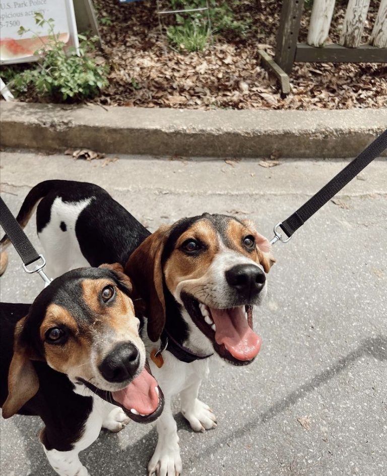 Barrier Frustration Homeward Trails Animal Rescue Pet Adoption in