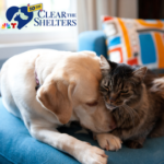 rsz_cts-donate-ig-asset[49]